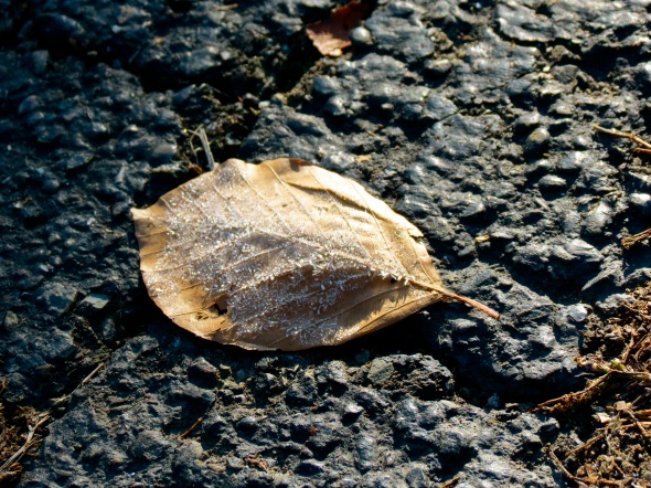 Crystal Leaf